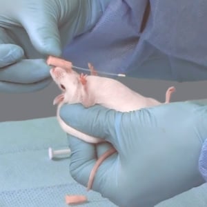 How to determine proper feeding tube length in mice.