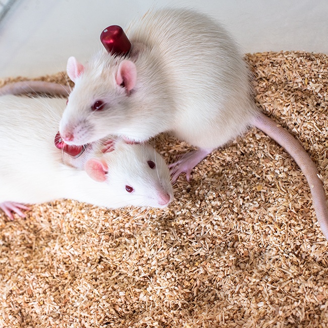 Paired housed catheterized rats with VAB