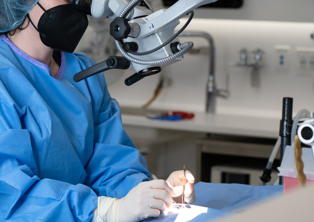 Microsurgical Techniques in Rats and Mice