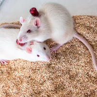 Rats being group-housed using the VAB with protective aluminum cap
