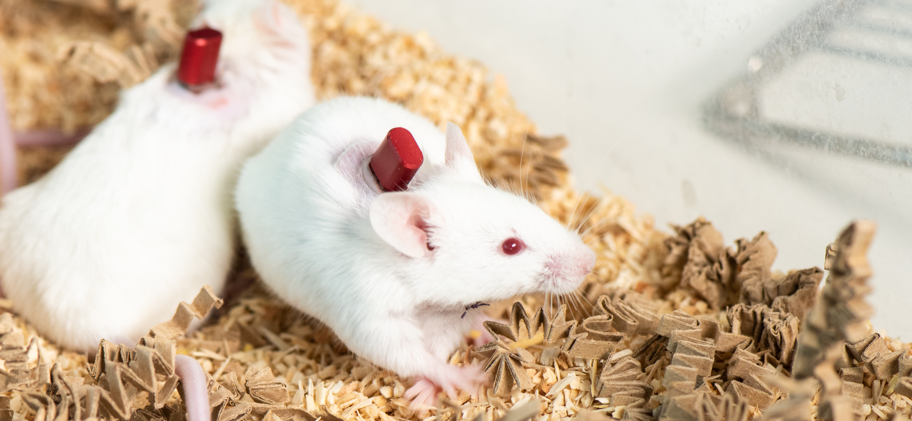 Group housed cannulated mice using the Vascular Access Button