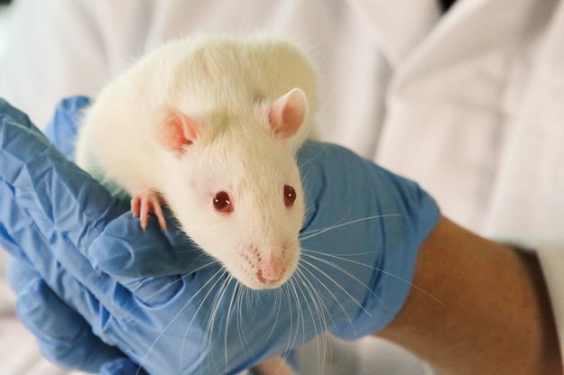 Seven Challenges Facing IVSA Researchers