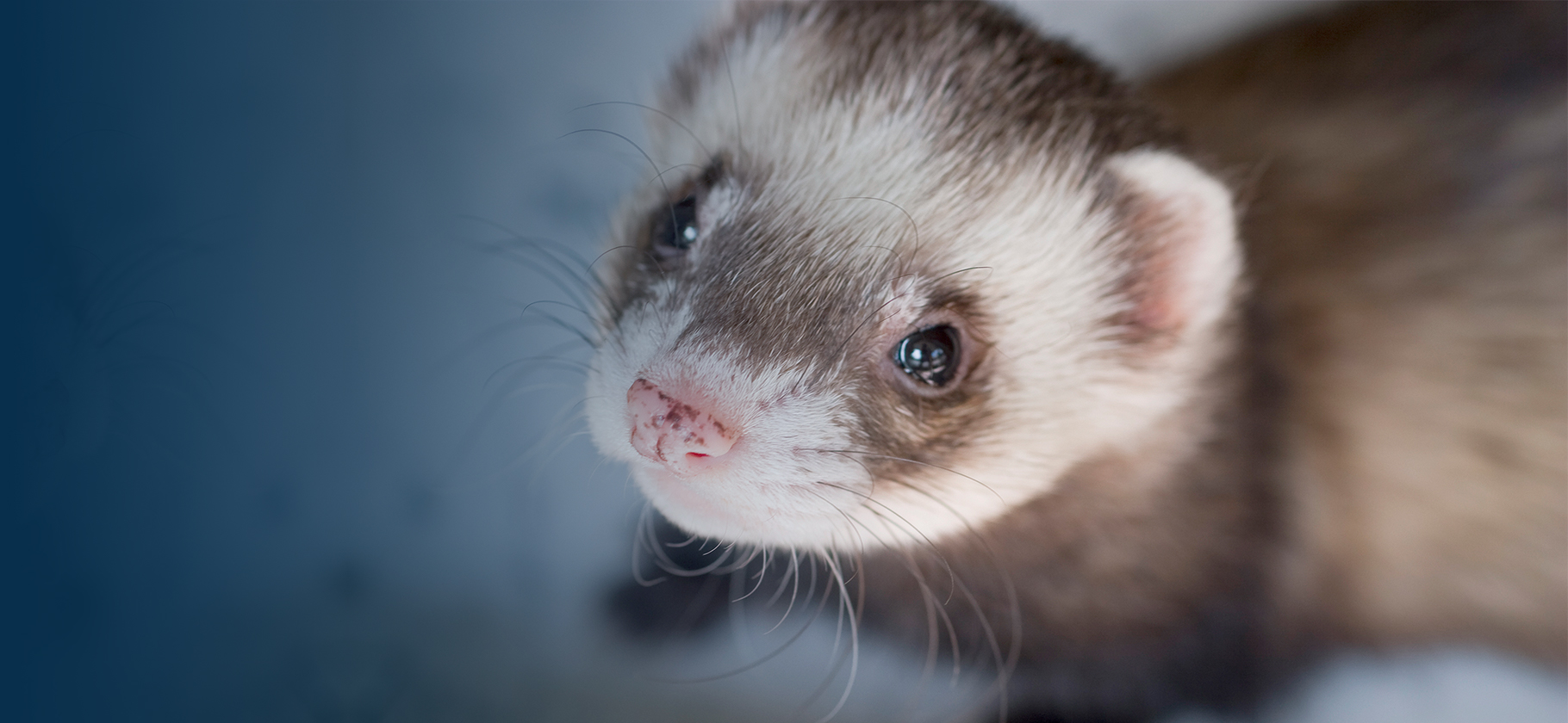 Ferrets and hamsters are receiving extra attention for their role in coronavirus research