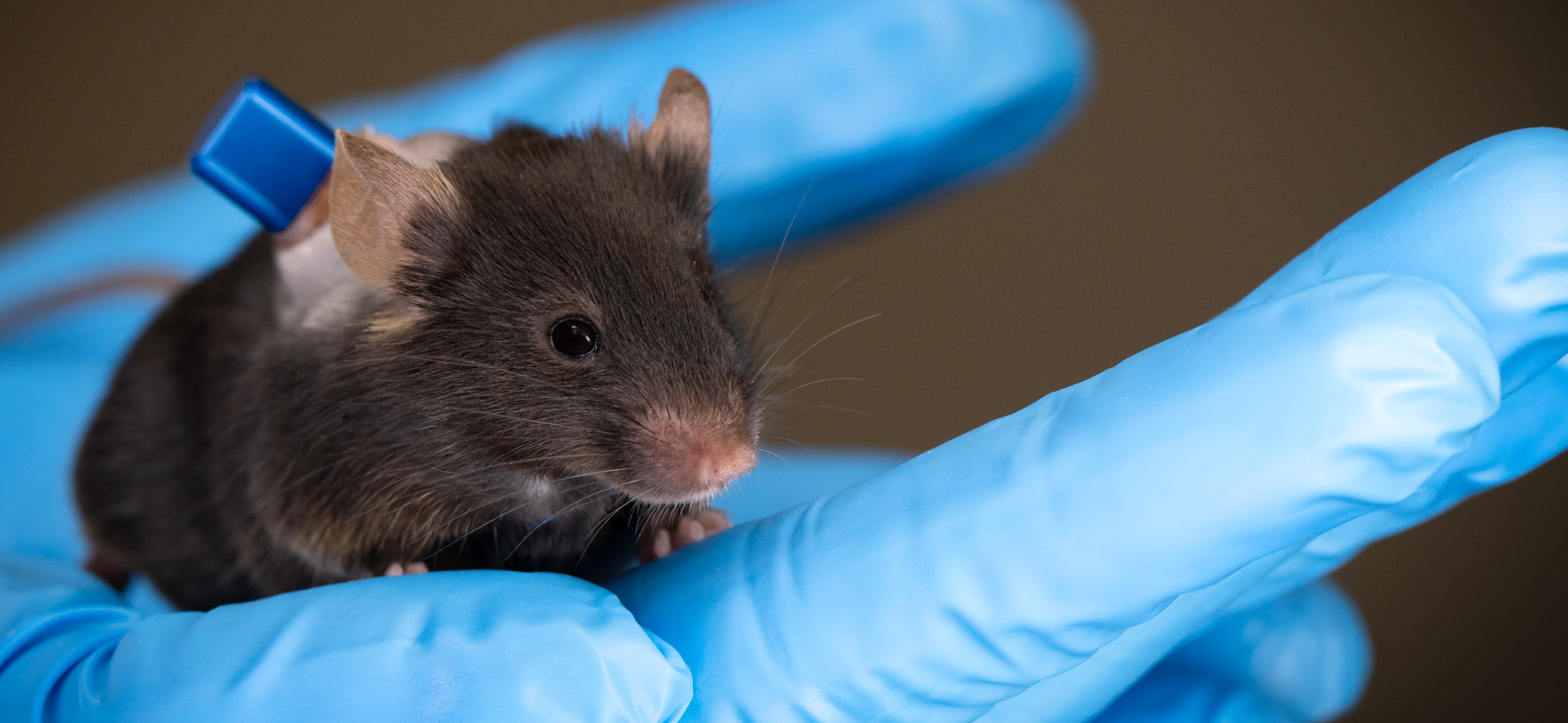 Online Mouse Carotid Artery Training Now Available