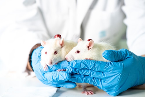 Rats with VAB being handled