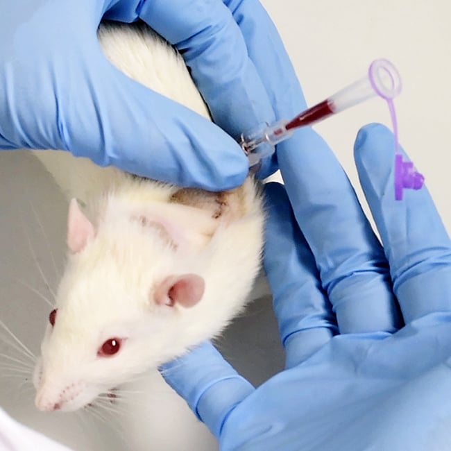 Rat Microsampling Blood Sampling Instech Labs
