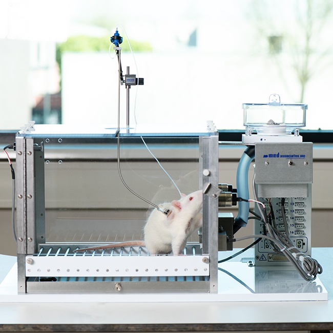 Rat IV Self Administration, One Compound Instech Laboratories