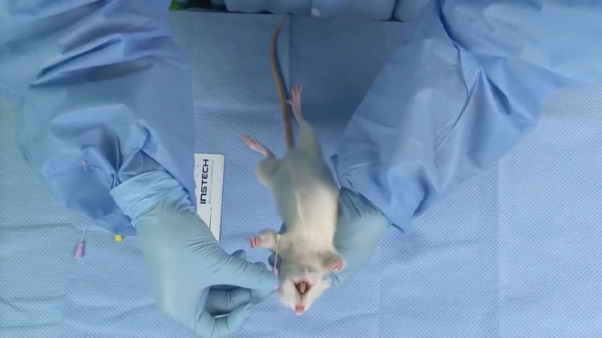 Rat Oral Gavage Training
