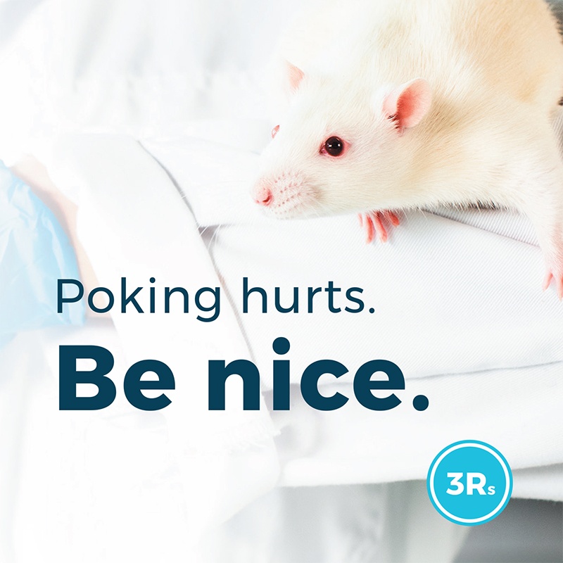 Can Mice Climb Into Beds On Walls? How To Keep Rats Away, 56 OFF